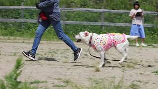 昨日のプラー練習会&しつけ教室