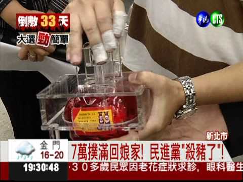 7萬小豬回娘家 綠營"殺豬取款"!