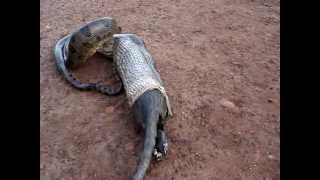 Cobra Sucuri Vomitando para Escapar