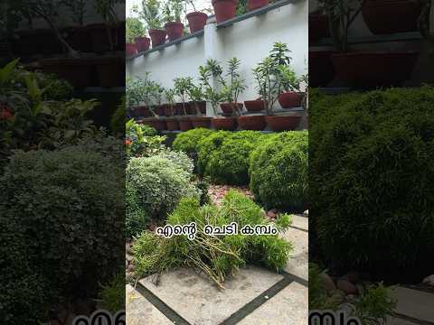 My Plant Vibration | voiceover 🎙️ part 1 #gardendesign #plantstyle #plants #home #garden