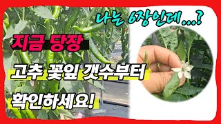 올해 날씨에도 아주 잘자란 고추 농가를 찾아가봤습니다. 비법이 무엇인지 같이 확인하시죠!