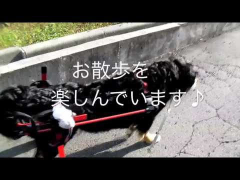バーニーズらなちゃんの犬用車椅子動画