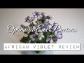 Optimara EverPrecious - African Violet Review
