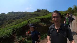 雲嘉七連峰O型縱走，沿路還能欣賞茶園美麗景色