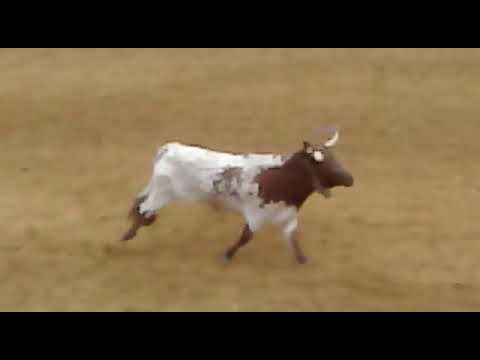 PROVA DA VACA- DIOGO MEIXEIRO SOBREIRA