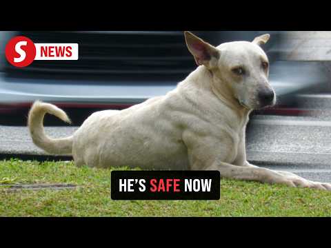 New hope for KL’s loyal traffic dog