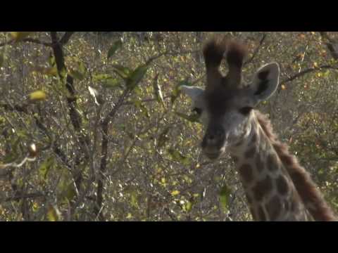 Safari TV Diary - 2010.07.20