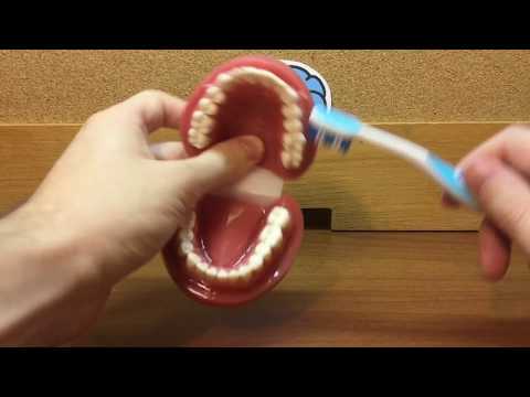 How to Brush Your Teeth with Dr. Ryan - Modified Bass Technique