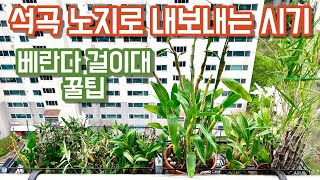 석곡 노지로 내보내는 시기!! 석곡 베란다 걸이대에서 관리하는 방법!!