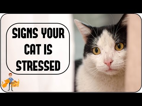 Is Your Cat Stressed?  (causes + simple signs to look for)