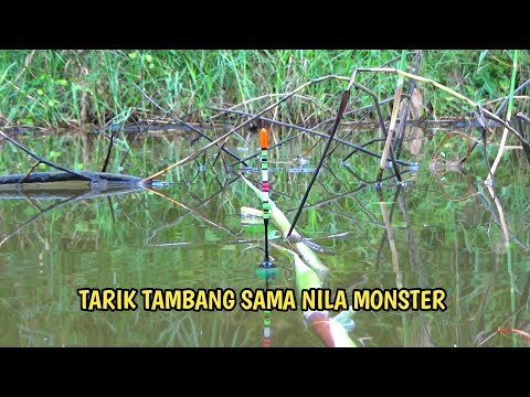 kalau cuma cerita pasti tidak percaya! sungai kecil ini banyak nila babon nya