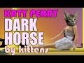 Katy Perry - Dark Horse (Cute Kitten Parody)