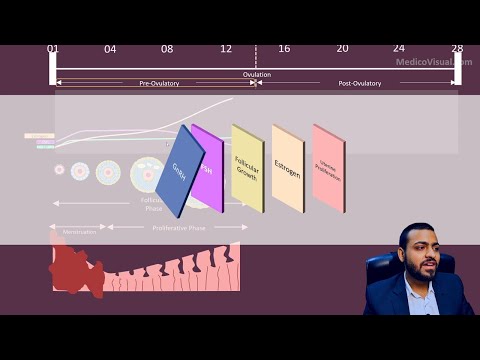 Female Menstrual Cycle - Part2: Pre-Ovulatory Phase (Follicular Phase and Proliferative Phase)