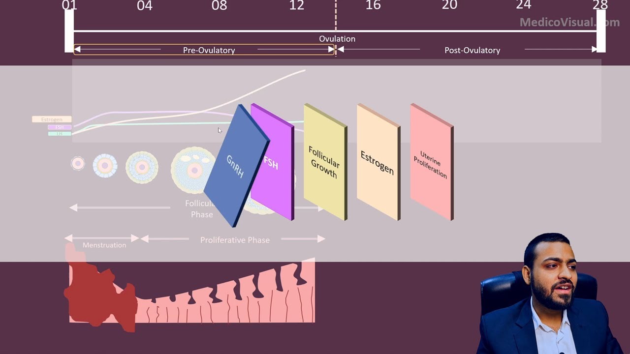 Female Menstrual Cycle - Part2: Pre-Ovulatory Phase (Follicular Phase and Proliferative Phase)
