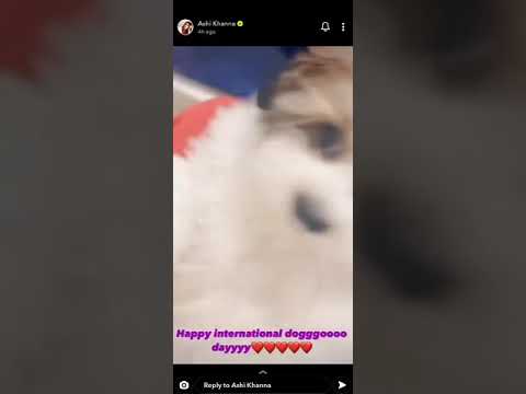 Damnfam celebrates international doggy day✨