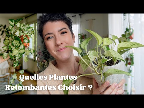 , title : 'Quelles plantes retombantes choisir ?! Sélection & conseils d’entretien'