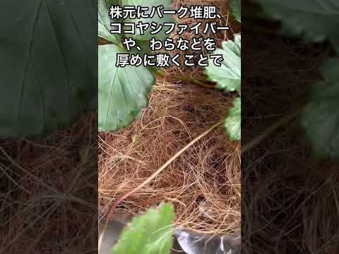 ジプラデニアは冬にいつ持ち込むべきですか?花を寒さから守るためのヒント  庭園