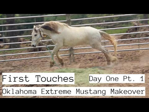 First Touches w/a Wild Mustang | Day One Pt.1