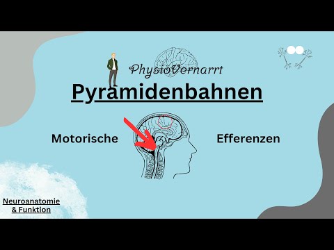 Pyramidenbahnen - Motorische Efferenzen