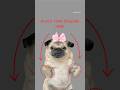You Re In BIG Trouble 🫵 Pug Dog