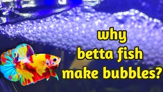 why betta fish make bubbles|betta fish|fish Aquarium
