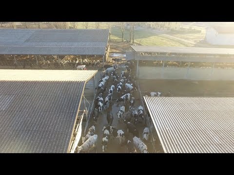 Milking of 500 dairy cows - Big farm in Italy