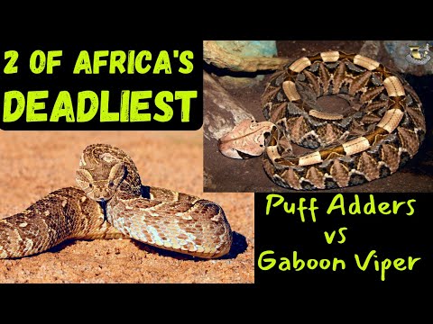 Gaboon Viper