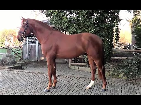 DSP-Schaufenster der Besten Nr.34 Dimant de Semilly x Singular LS La Silla