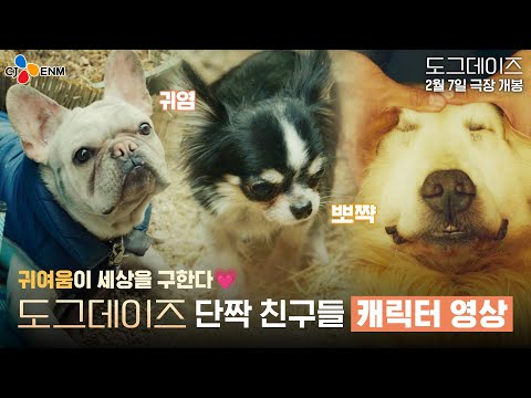귀염 뽀짝 강아지 보러올래? [도그데이즈] 단짝 친구들 캐릭터 영상💗🥰