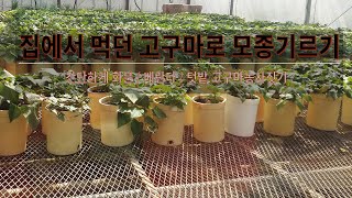 집에서 먹던 고구마로 간편 고구마 모종 재배하기