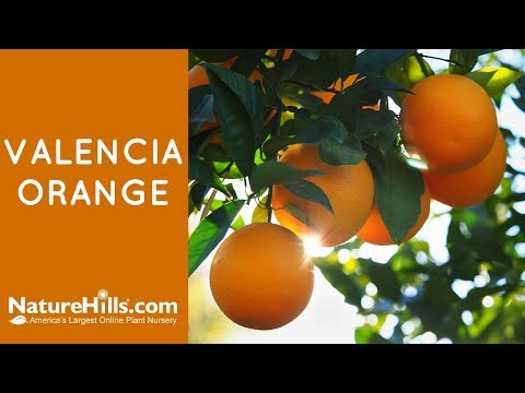 download lagu mp3 mp4 Valencia Orange Season, download lagu Valencia Orange Season gratis, unduh video klip Valencia Orange Season
