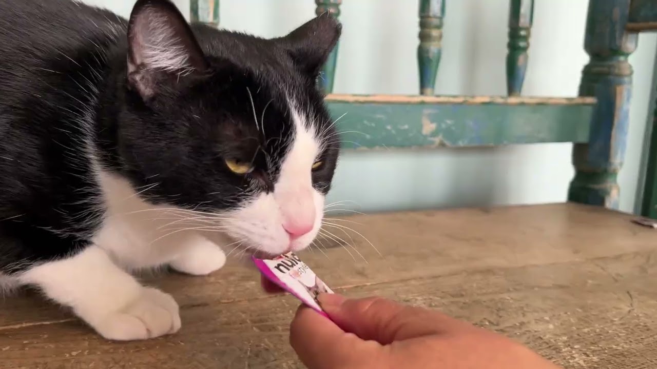 Richie, a ADOPTABLE mixed breed in San Antonio, TX video 1/5