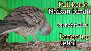 Download lagu SUARA KEROT PERKUTUT LOKAL 100% AMPUH LANGSUNG JEBOL. mp3 Download lagu SUARA KEROT PERKUTUT LOKAL 100% AMPUH LANGSUNG JEBOL. mp3