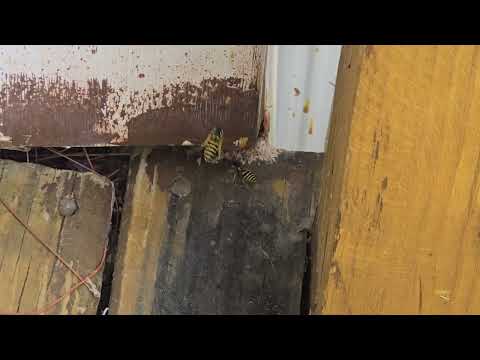 Yellow Jackets by the Back Deck in Peapack,...