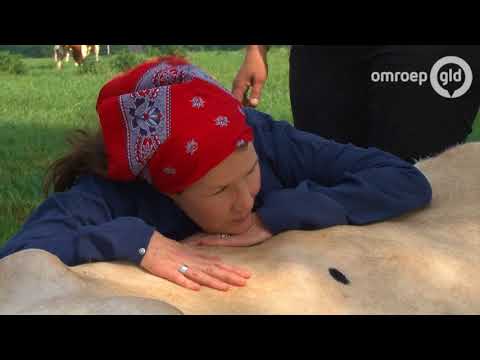 Groeten uit Gelderland 13 augustus 2017