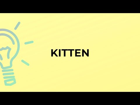 What is the meaning of the word KITTEN?