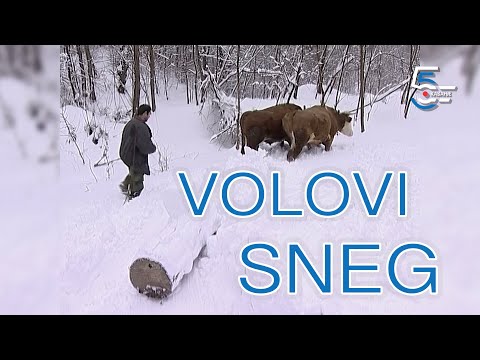 Volovi izvlače zaleđene trupce