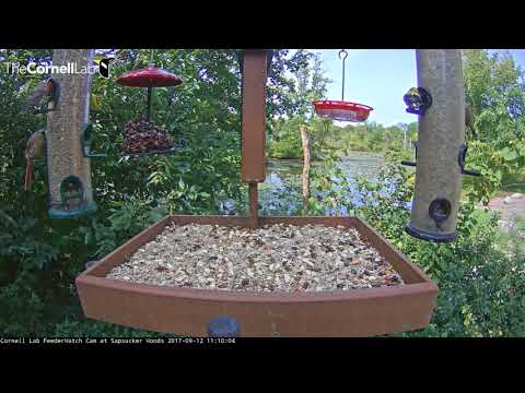Finches Joined By Cast Of Characters At Cornell Feeders – Sept. 12, 2017