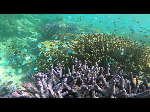 Dunk Island Reef Adventures