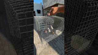 Download lagu Melepaskan Burung di Sangkar Utama Kami | Burung Pipit Ekor Panjang | Burung Pipit Jawa Terbang Bebas #burung mp3