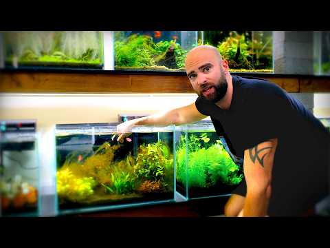 Thriving Jungle Tank & Green Water Cure: Diatoms & Melting Plants
