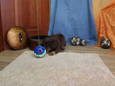 Adorable little Patton Mini Dachshund Boy!!