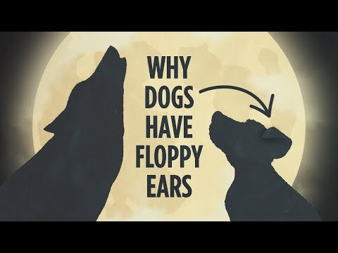 YouTube video about: How dogs got their shapes?
