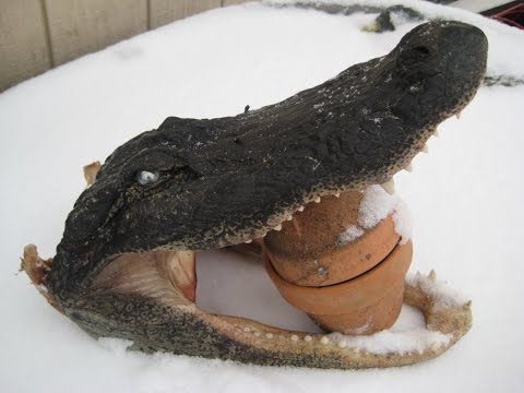 Alligator Trophy Head Mount DIY