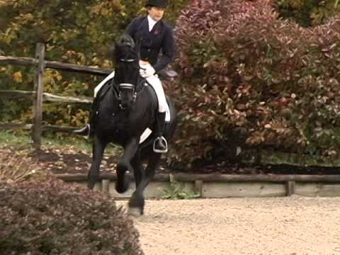 Heinse 354 Named Preferent Stallion