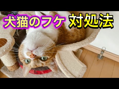 猫のフケ:原因と解決策