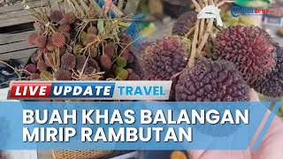 Mencicipi Buah Maritam Khas Balangan, Buah Mirip Rambutan yang Hidup di Hutan dengan Rasa Manis Asam