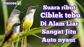 Download lagu SUARA PIKAT CIBLEK TEBU MEONG RIBUT DI ALAM LIAR|| terbukti ampuh dan auto kumpul mp3