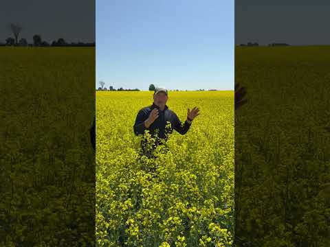 Mercedes Winter Canola #seriousaboutwheat #thewheatteam #wheatteamtalks