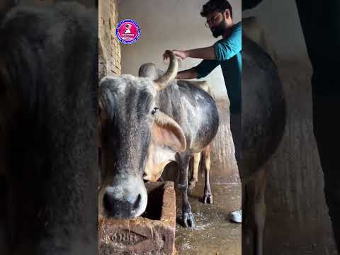 गौ माता का स्नान, सेवा का सबसे पावन सम्मान